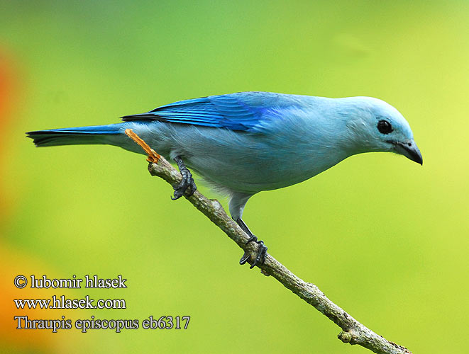 Tanagra niebieska Sanhaço-azul Sanhaçu-da-amazônia