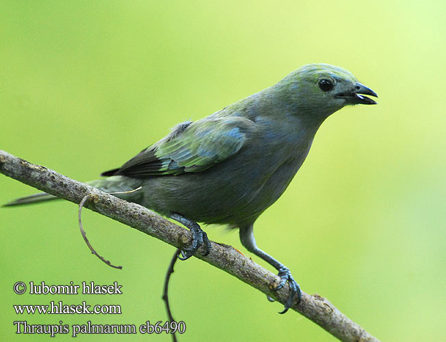 Thraupis palmarum Palm Tanager Tangara palmová Palmentangare Palmetangar Azulejo Palmero Celestino Olivaceo Palmutangara palmiers Tangara delle palme haiirofuukinchou ヤシフウキンチョウ Palmtangare Tanagra palmowa Sanhaco-do-coqueiro Sanhaçu-do-coqueiro Пальмовая танагра