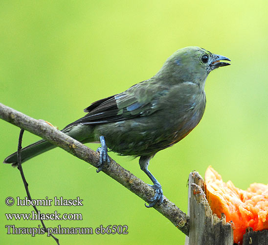 Tanagra palmowa Sanhaco-do-coqueiro Sanhaçu-do-coqueiro Пальмовая танагра Thraupis palmarum Palm Tanager Tangara palmová Palmentangare Palmetangar Azulejo Palmero Celestino Olivaceo Palmutangara palmiers Tangara delle palme haiirofuukinchou ヤシフウキンチョウ Palmtangare