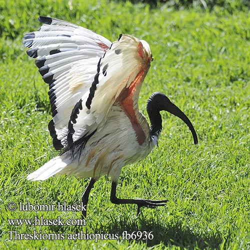 Threskiornis aethiopicus Sacred Ibis posvátný