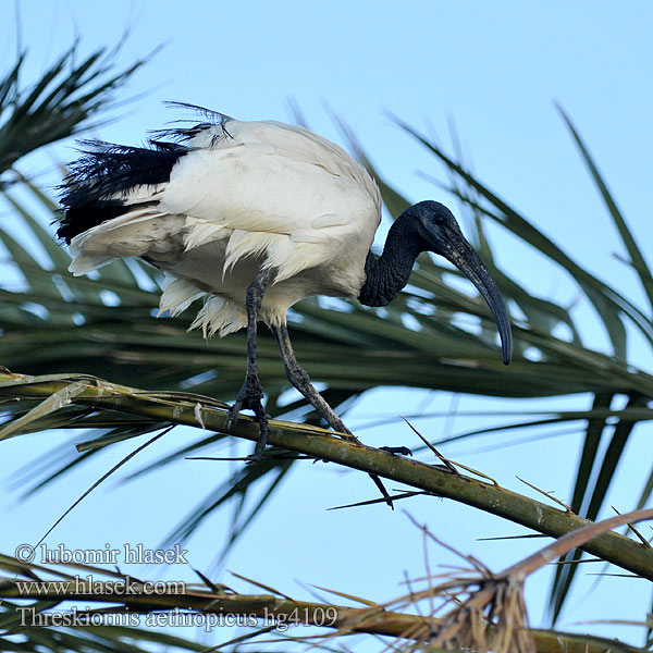 Threskiornis aethiopicus Pyhäiibis Ibis sacré Ibis sacro