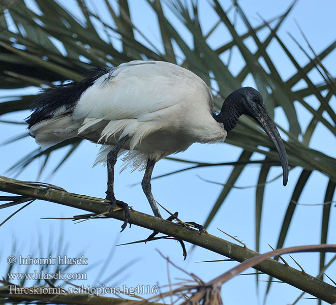 Threskiornis aethiopicus アフリカクロトキ Íbis-sagrada