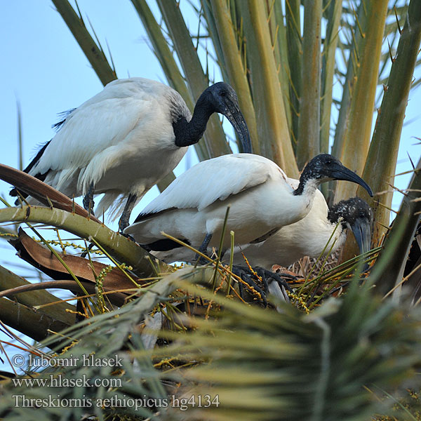 Threskiornis aethiopicus Ибис священный Helig ibis