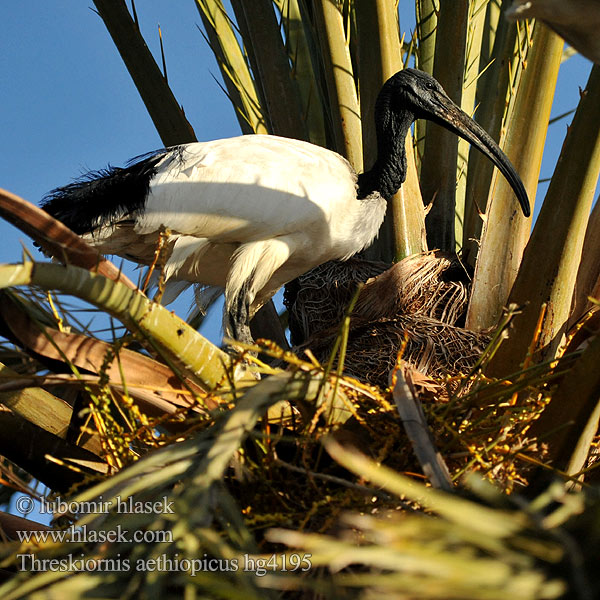 Threskiornis aethiopicus Skoorsteenveer أبو منجل الأبيض Pühaiibis