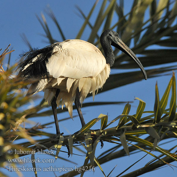 Threskiornis aethiopicus איב-ים שחור־ראש Helligibis