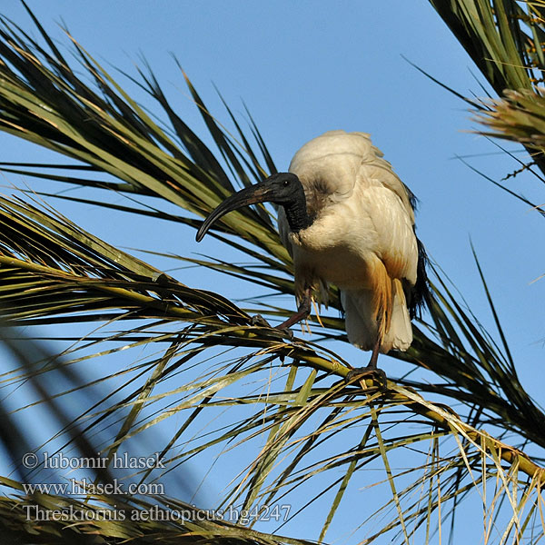 Threskiornis aethiopicus 검은머리흰따오기 Ibis czczony