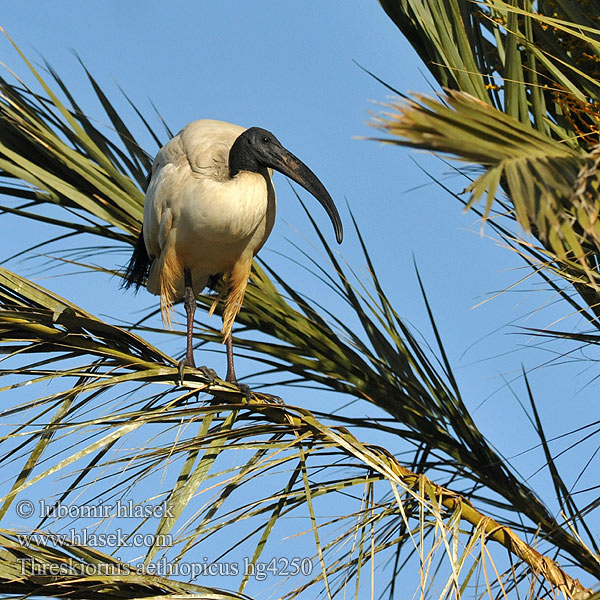 Threskiornis aethiopicus Skoorsteenveer Kutsal Aynak 黑头 白鹮