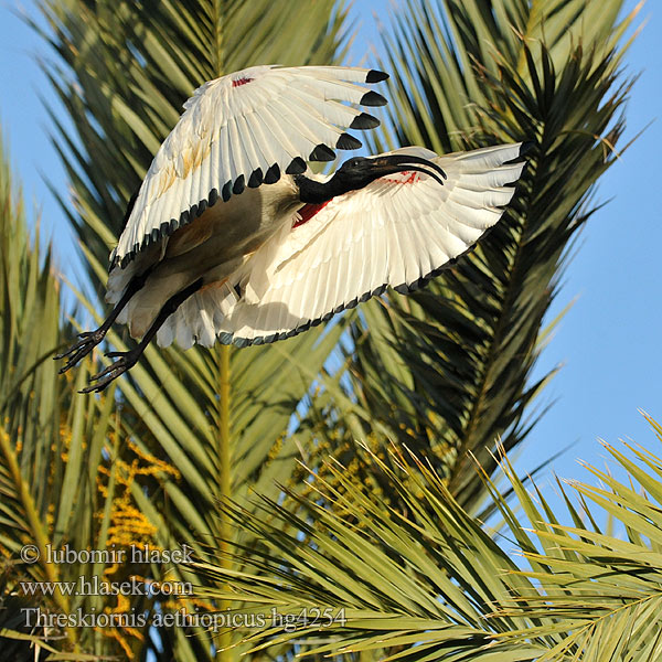 Threskiornis aethiopicus Sacred