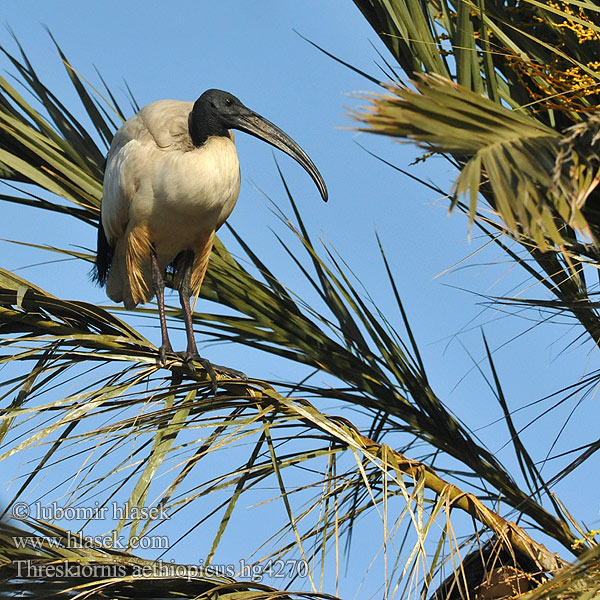 Threskiornis aethiopicus Heiliger Ibis