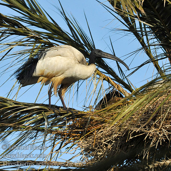 Threskiornis aethiopicus Ibis Sagrado sakratu