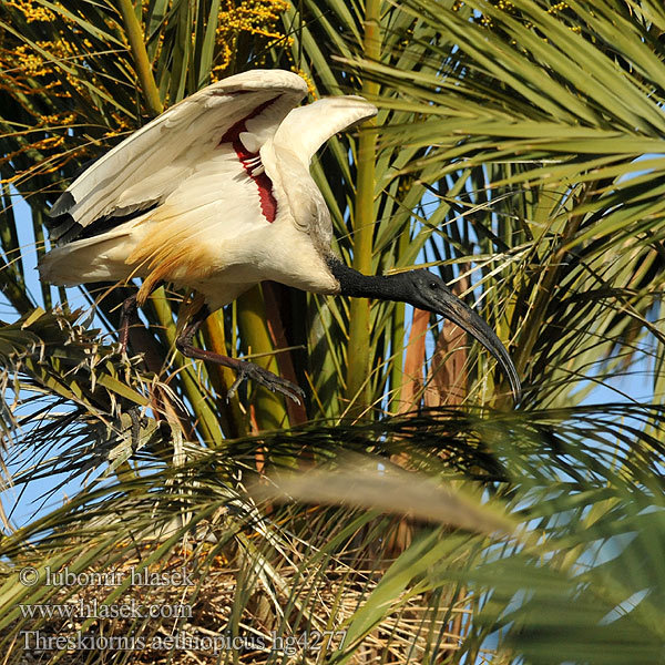 Threskiornis aethiopicus Ibis sacré sacro