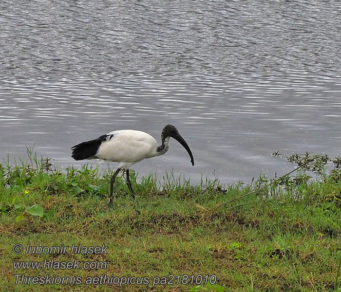 Threskiornis aethiopicus