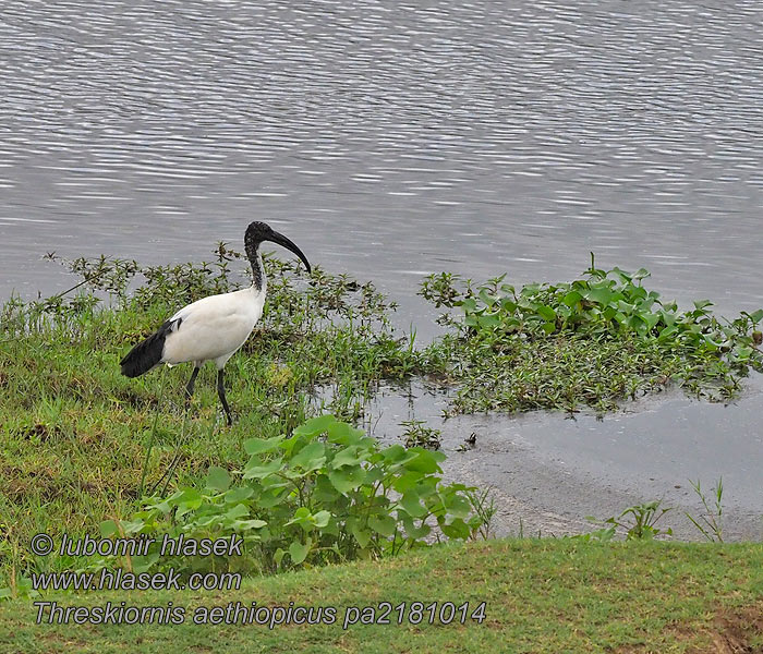 Threskiornis aethiopicus