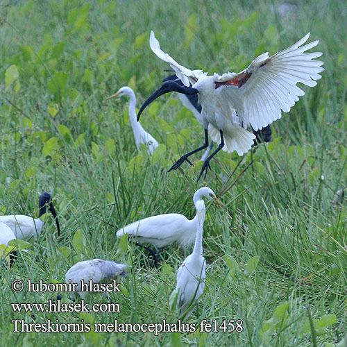 Threskiornis melanocephalus fe1458