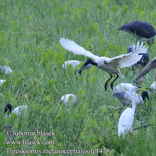 Schwarzhalsibis Ibis Oriental Ibis tête noire Ibis orientale クロトキ Ибис индийский черноголовый Indische Witte Ibis Ibis siwopióry 黑头 白鹮 白 黑头白鹮 黑頭白 Quắm đầu đen นกช้อนหอยขาว นกกุลา นกช้อนหอยขาว นกกุลา Orientibis Ibis čiernohlavý Sekendi Kepala Hitam 검은머리흰따오기 Ibis Cucukbesi putih kepala hitam Indisk Ibis Threskiornis melanocephalus Black-headed Ibis Ibis černohlavý