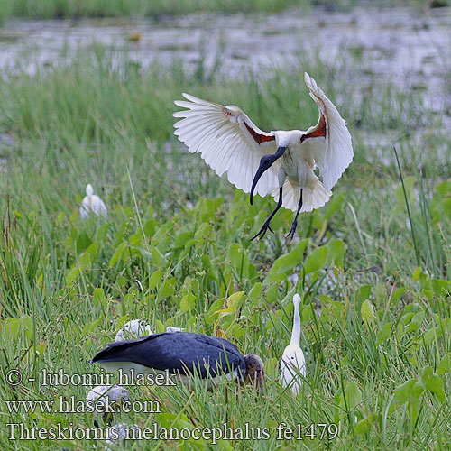 Threskiornis melanocephalus fe1479