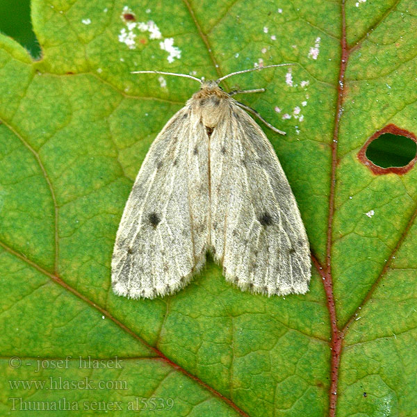 Thumatha senex Round-winged Muslin Seggen-Flechtenbär