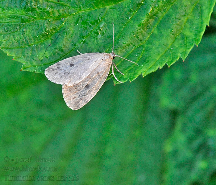 Round-winged Muslin Thumatha senex