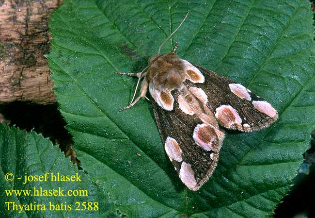 Thyatira batis můřice očkovaná Roseneule Peach-Blossom