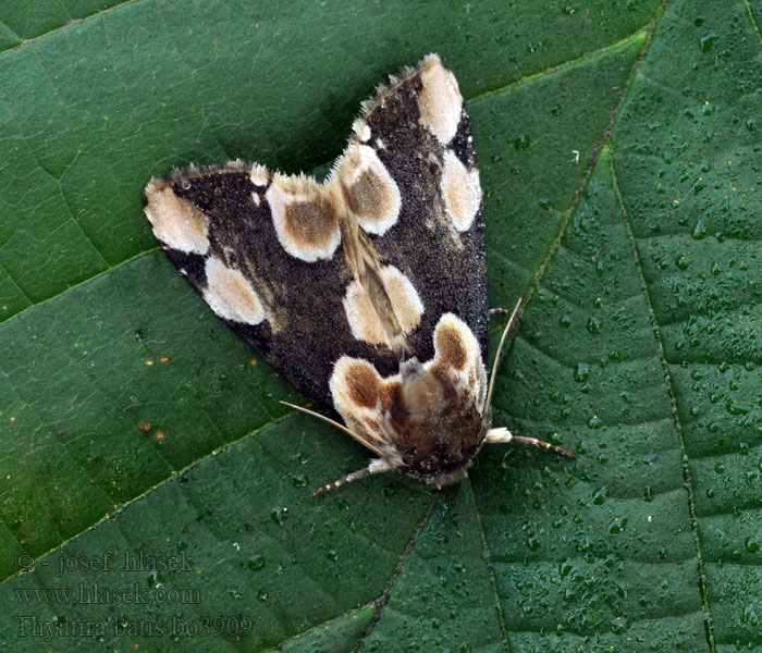 Peach-Blossom Thyatira batis