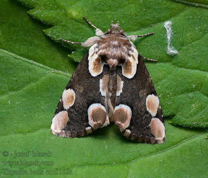 Thyatira batis