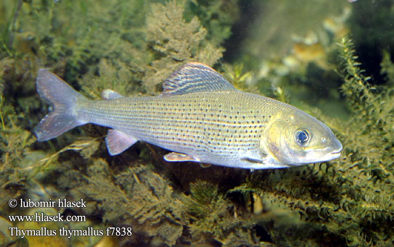 Thymallus thymallus Grayling Lipan podhorní Europäische Äsche Ombre commun Lipień pospolity Хариус европейский Липан Stalling Harjus Kiršlys Pénzes pér Vlagzalm Harr Tímalo común Temolo Липљен Харіус європейський Lipanul Gölgebalığı Lipeň tymianový