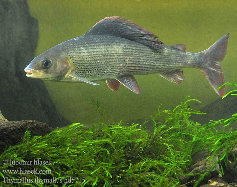 Lipeň tymianový Thymallus thymallus Grayling Lipan podhorní