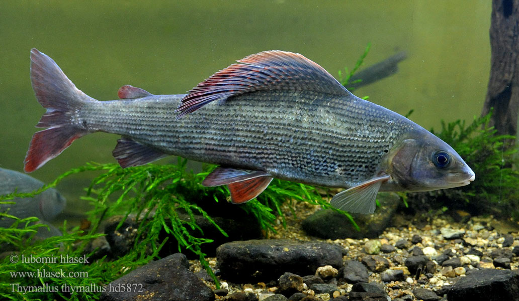 Grayling Lipan podhorní Europäische Äsche Ombre commun