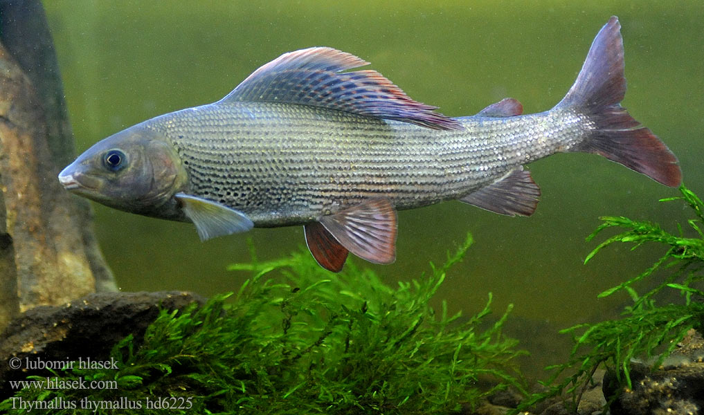 Harr Tímalo común Temolo Липљен Харіус європейський Lipanul Gölgebalığı Lipeň tymianový Thymallus thymallus Grayling Lipan podhorní Europäische Äsche Ombre commun Lipień pospolity Хариус европейский Липан Stalling Harjus Kiršlys Pénzes pér Vlagzalm