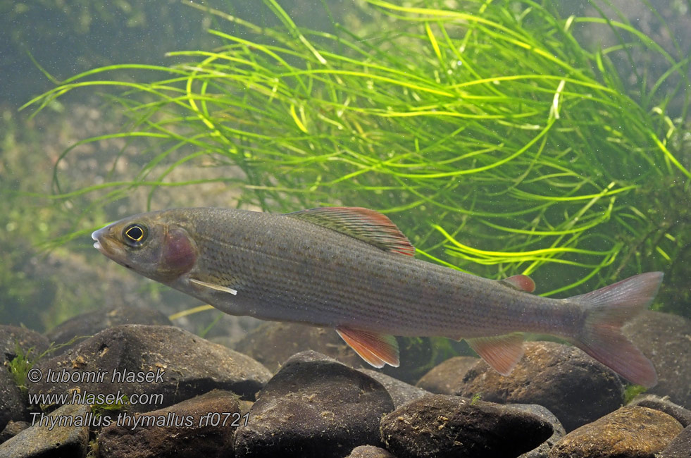 Grayling Lipan podhorní Thymallus thymallus