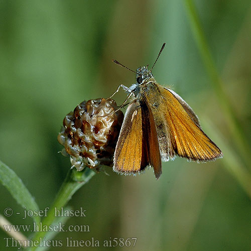 Thymelicus lineola lineolus Essex skipper Hespérie dactyle Vanalas busalepke Schwarzkolbiger Braundickkopf Braun-Dickkopffalter Karłątek ryska Súmračník čiarkový Soumračník čárečkovaný Dorada linea corta Tatelsmygare Timoteismyger Lauhahiipijä Stregbredpande Zwartsprietdikkopje Толстоголовка тире Kratkočrti debeloglavček Siyah antenli zıpzıp カラフトセセリ