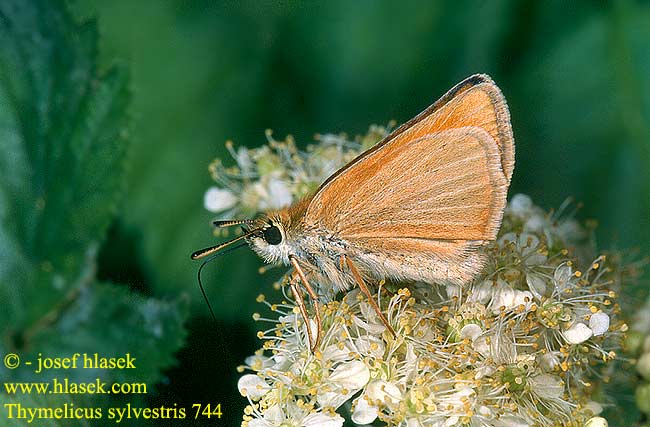 Thymelicus sylvestris Small Skipper Bande Noire Barna busalepke Braunkolbiger Braun-Dickkopffalter Braundickkopf Karłątek leśny ceglasty Súmračník metlicový Soumračník metlicový Dorada linea larga Stor Tatelsmygare Etelänhiipijä Skrastregbredpande Geelsprietdikkopje Толстоголовка овсяницевая лесовик Dolgočrti debeloglavček Sarı antenli zıpzıp