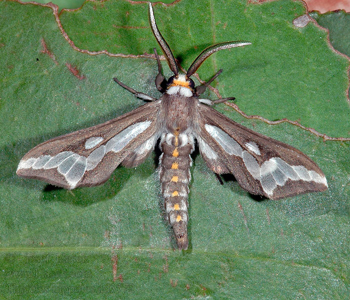 Thyretes hippotes