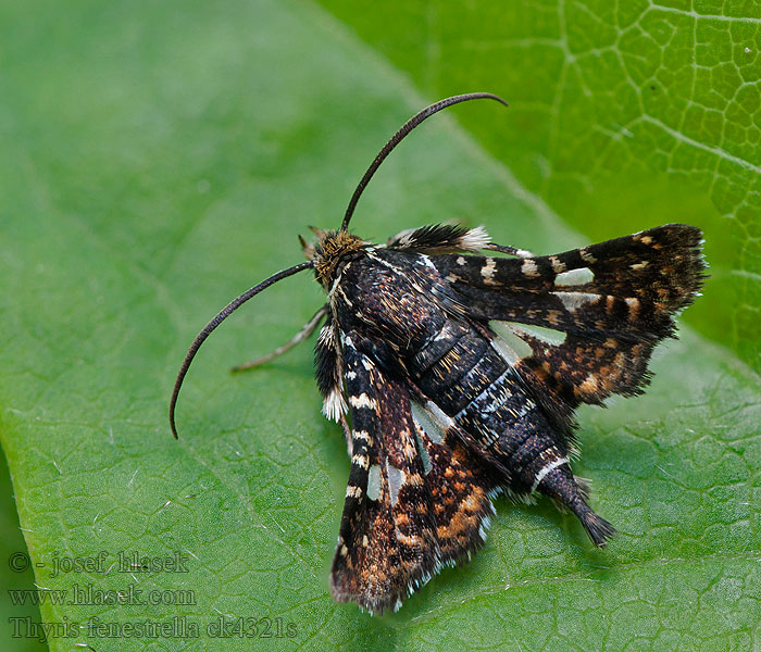 Thyris fenestrella Sphinx Pygmée Ablakosmoly Fensterfleckchen