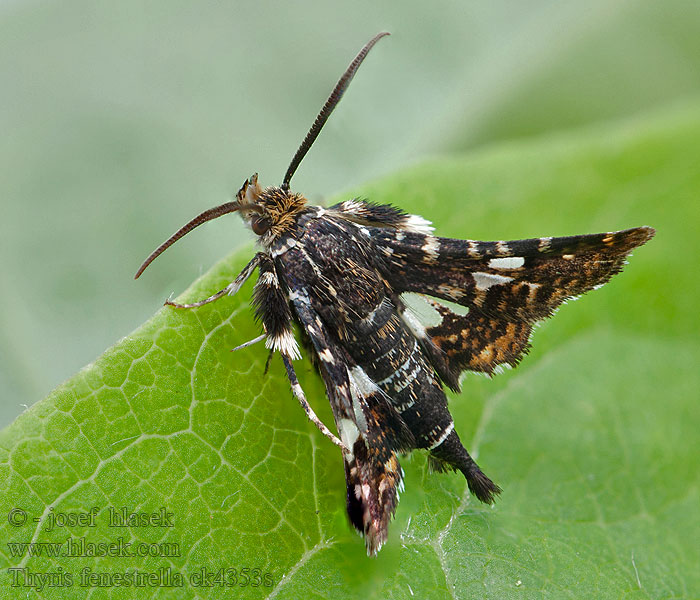 Thyris fenestrella Oknáčik plamienkový Okenáč plaménkový