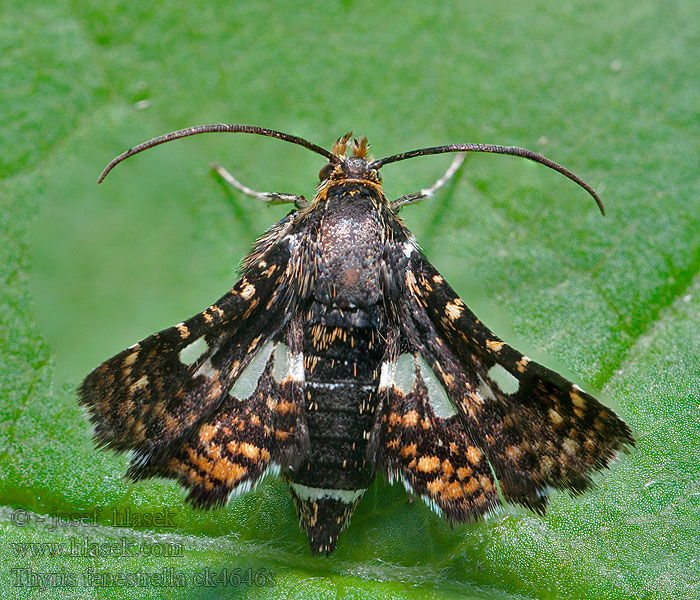 Thyris fenestrella Pygmy Мотылек окончатый Okienkowiec europejski