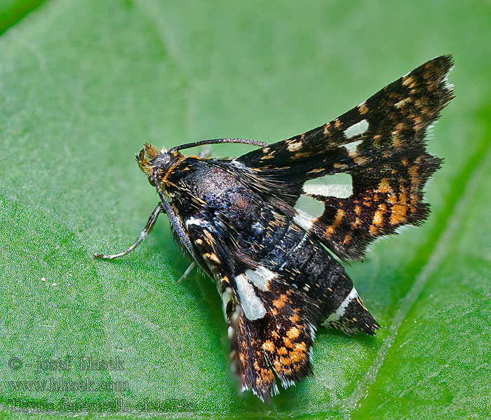 Thyris fenestrella Okenáč plaménkový Bosrankvlinder