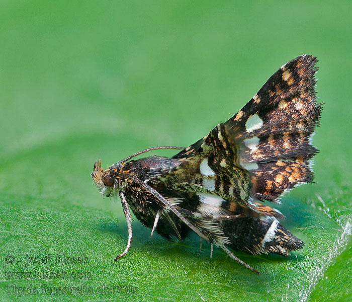 Sphinx Pygmée Thyris fenestrella