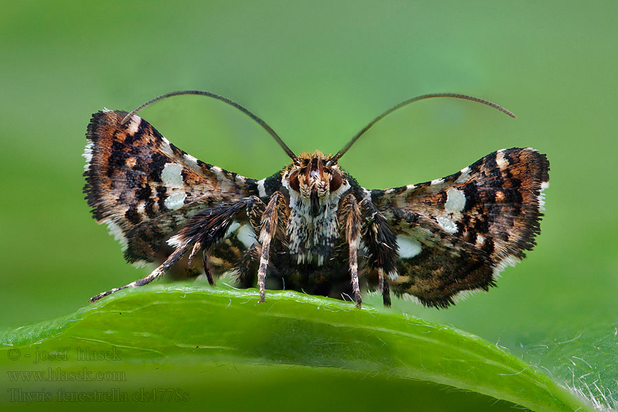 Fensterfleckchen Oknáčik plamienkový Thyris fenestrella