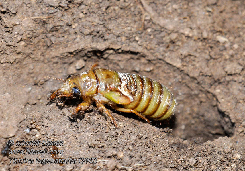 Cikáda viničná Tibicina haematodes