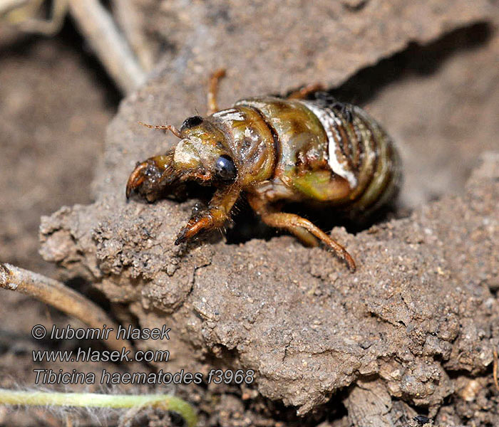 Tibicina haematodes Cikáda viničná