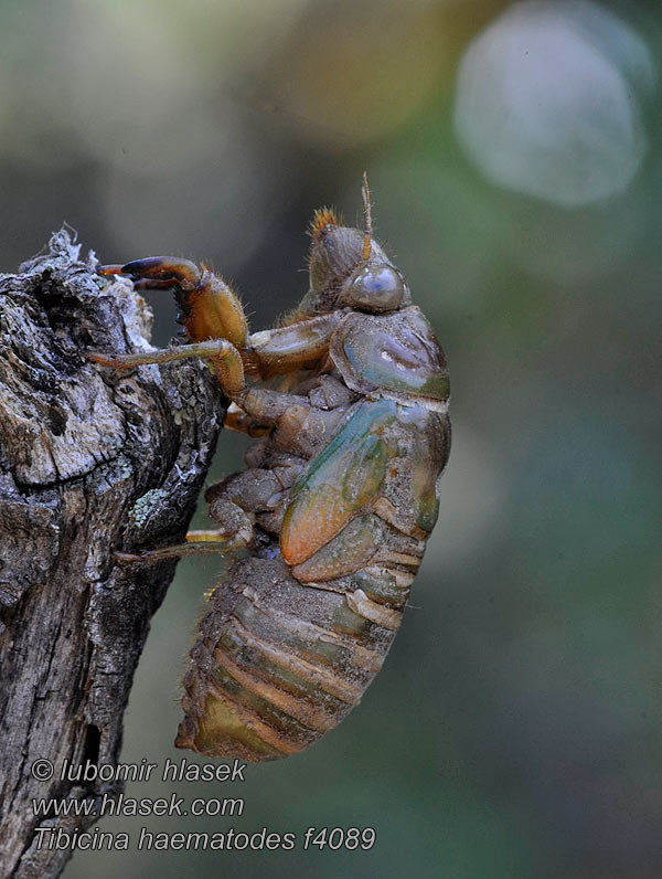 Tibicina haematodes Cikáda viničná