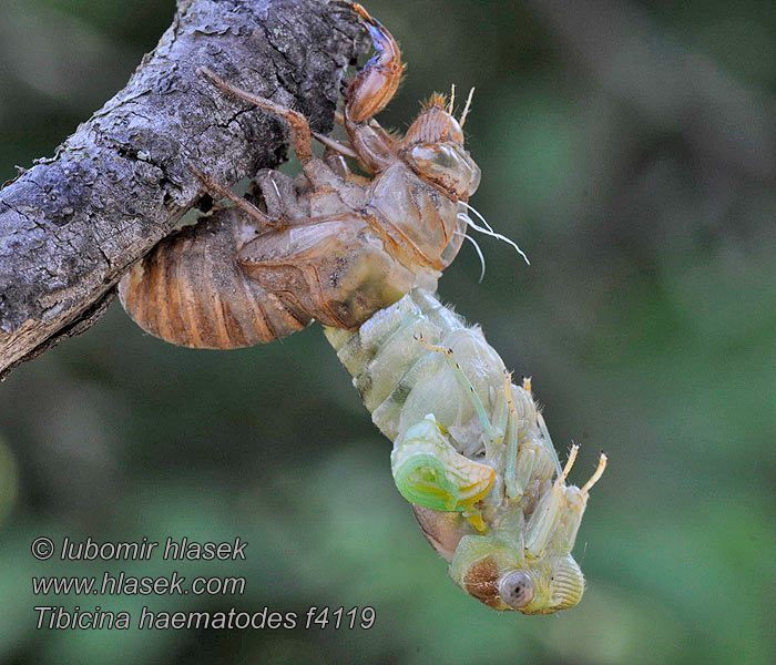 Tibicina haematodes Cikáda viničná