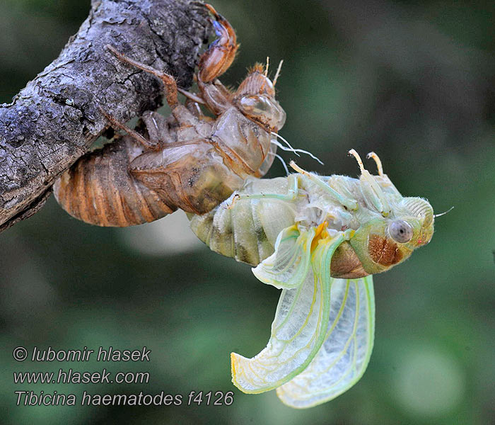 Tibicina haematodes Cikáda viničná