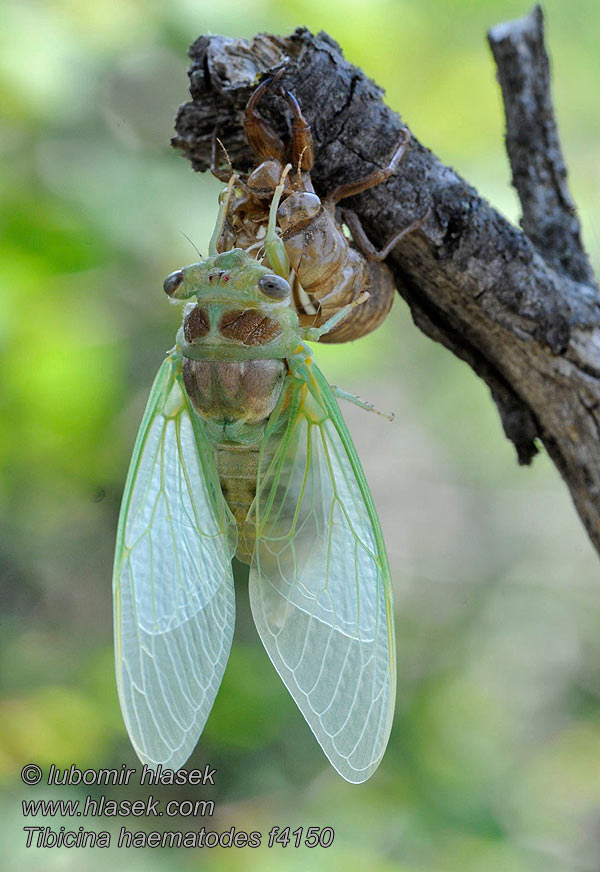 Tibicina haematodes Cikáda viničná