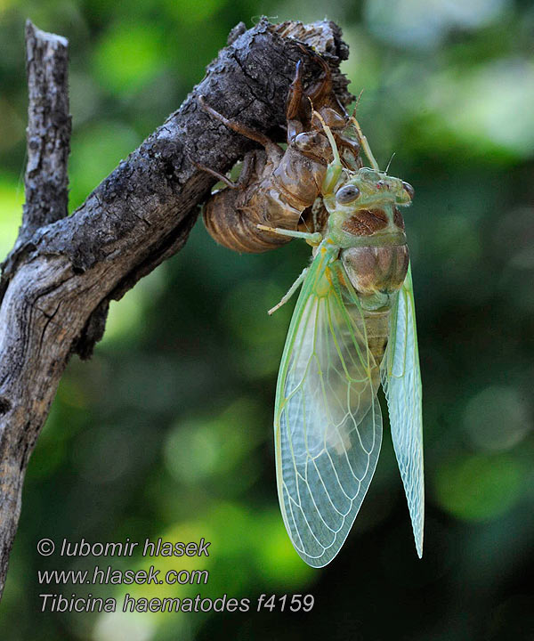 Tibicina haematodes Cikáda viničná