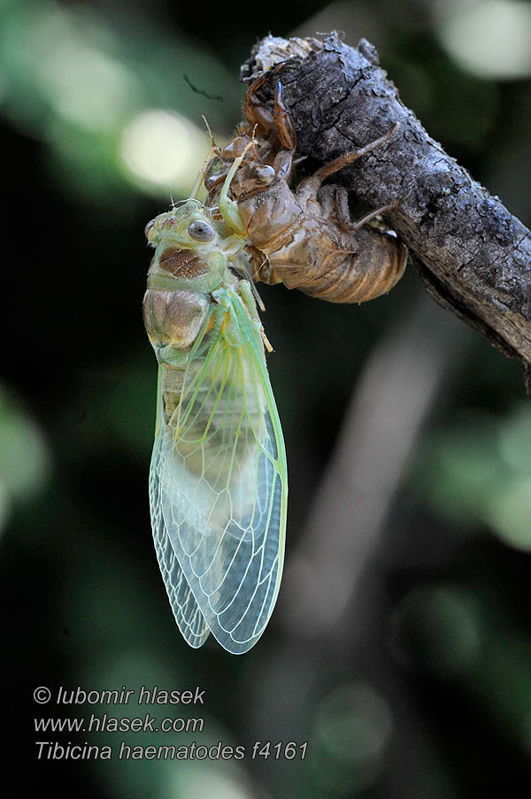 Tibicina haematodes Cikáda viničná