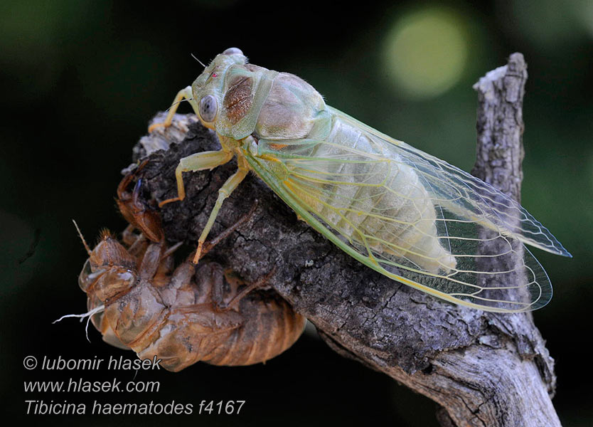 Tibicina haematodes Cikáda viničná