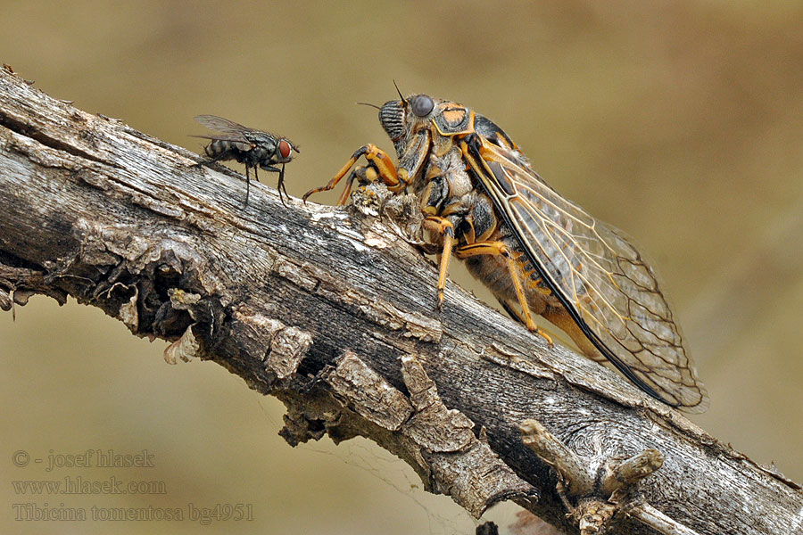 Tibicina tomentosa