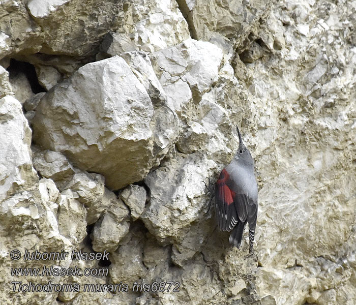 Tichodroma muraria Murløber Wallcreeper